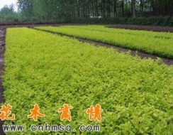 苗木商情网,助力苗木行业信息交流与发展的桥梁